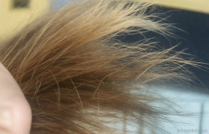 頭發(fā)干枯毛躁怎么辦？沈陽美發(fā)學(xué)校給大家支一招
