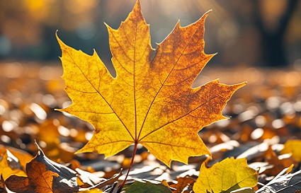 秋天落葉的拍攝技巧 要看光線和構(gòu)圖！