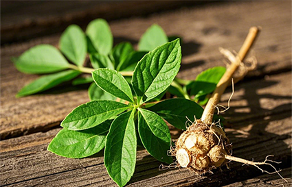 三七的神奇護膚功效 想來你還不知道吧