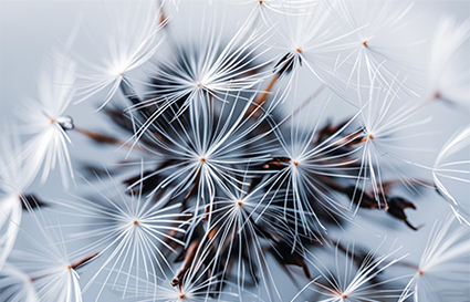 沈陽攝影學校 這篇文章教你拍好微距   