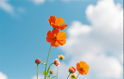 沈陽(yáng)攝影學(xué)校_攝影背景怎樣優(yōu)化