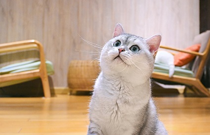 怎么才能拍出貓貓的可愛？沈陽攝影學校