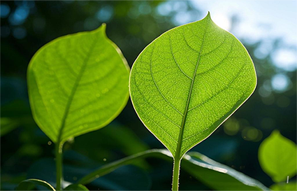 新手如何學習逆光拍攝？沈陽攝影學校