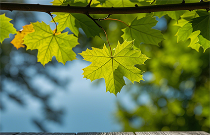 影響景深的幾個(gè)要素_沈陽(yáng)攝影學(xué)校