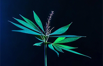 攝影分為哪幾類？沈陽攝影學校