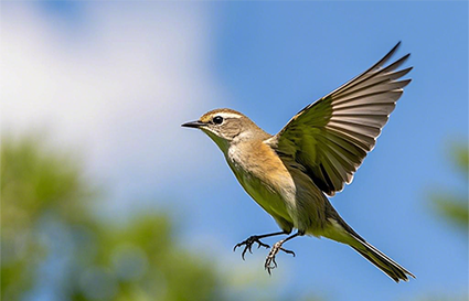 飛鳥要怎么拍攝_沈陽攝影學(xué)校