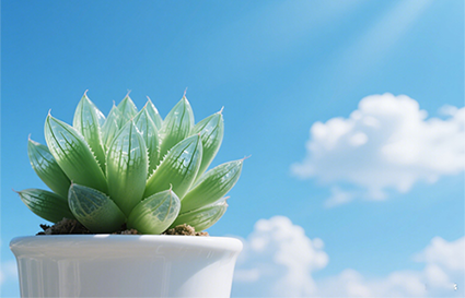 沈陽攝影學校：如何把多肉拍成會呼吸的小胖子